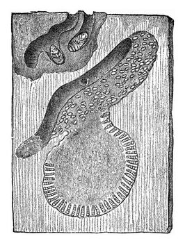 Hylesinus micans, vintage engraved illustration.
