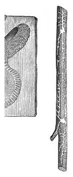Galleries of Hylesinus minimus on Pin, vintage engraved illustration.
