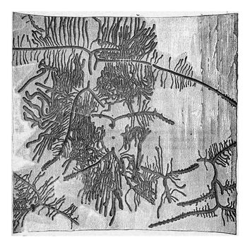 Pine bark with galleries Tomicus curvidens, vintage engraved illustration.
