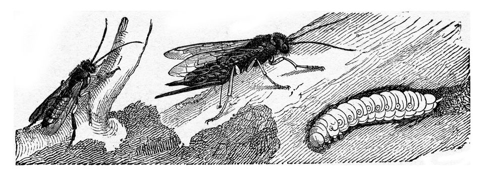 Sirex juvencus, vintage engraved illustration.
