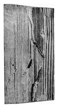 Fragment of a wooden throne of spruce age of about sixty, vintage engraved illustration.
