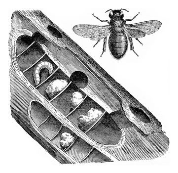 Xylocopa violocopa, vintage engraved illustration.
