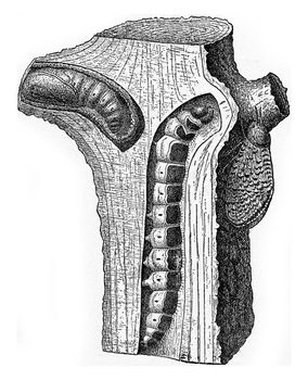 Chenille and puppe of Cossus ligniperda, vintage engraved illustration.
