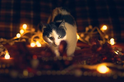 Christmas spheres and lights in dark tones and cat