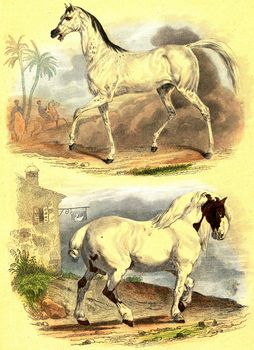 Horse beard, Horse Normandy, vintage engraved illustration. From Buffon Complete Work.
