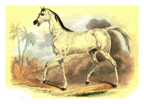 Horse beard, vintage engraved illustration. From Buffon Complete Work.
