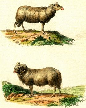 The sheep, The ram, vintage engraved illustration. From Buffon Complete Work.
