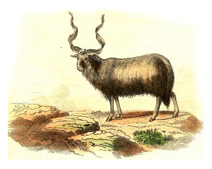 Aries of Walachia, vintage engraved illustration. From Buffon Complete Work.
