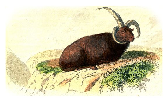 Aries of Iceland, vintage engraved illustration. From Buffon Complete Work.
