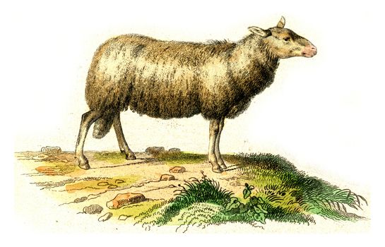 The sheep, vintage engraved illustration. From Buffon Complete Work.
