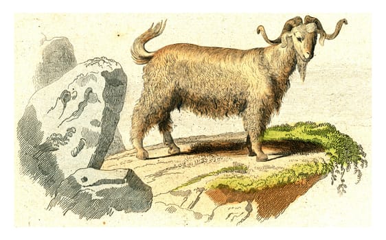 Goat of Syria, vintage engraved illustration. From Buffon Complete Work.
