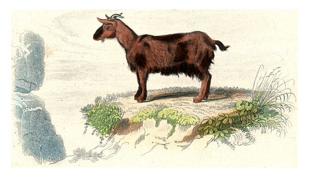 Goat of Judah, vintage engraved illustration. From Buffon Complete Work.
