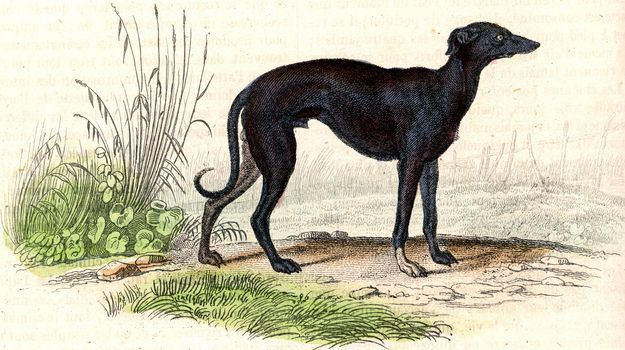 The Greyhound, vintage engraved illustration. From Buffon Complete Work.
