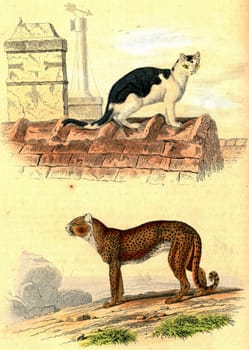 Domestic cat, Cheetah, vintage engraved illustration. From Buffon Complete Work.
