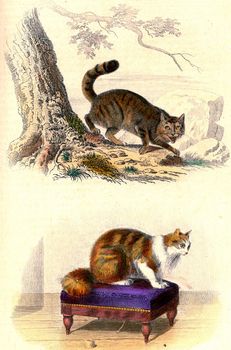 The Wild Cat, The Angora Cat, vintage engraved illustration. From Buffon Complete Work.
