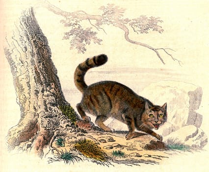 The Wild Cat vintage engraved illustration. From Buffon Complete Work.
