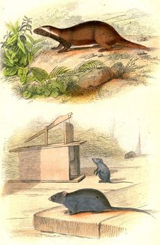 The Grison, The Mouse, vintage engraved illustration. From Buffon Complete Work.

