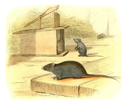 The Mouse, vintage engraved illustration. From Buffon Complete Work.
