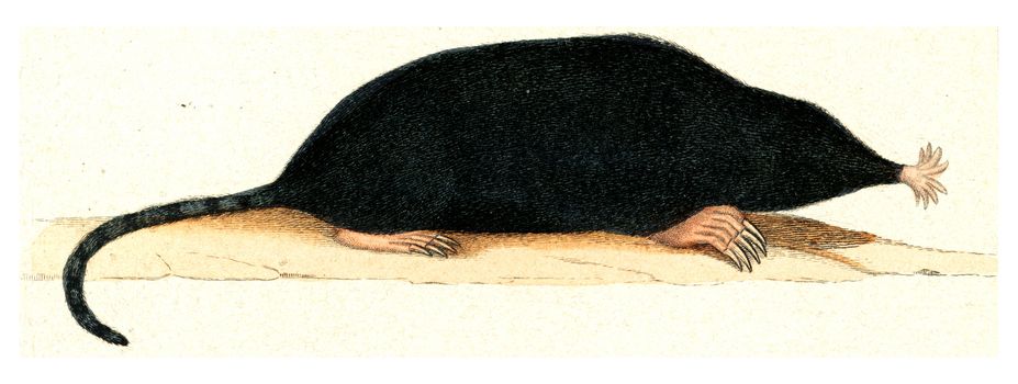 The Mole of Canada, vintage engraved illustration. From Buffon Complete Work.
