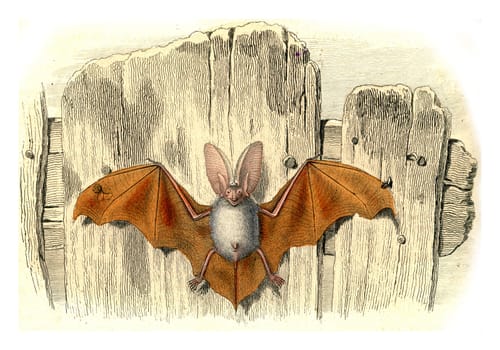 The eared bat, vintage engraved illustration. From Buffon Complete Work.
