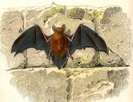 The bat, vintage engraved illustration. From Buffon Complete Work.
