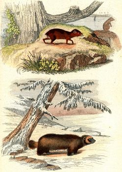 The agouti, The Wolverine, vintage engraved illustration. From Buffon Complete Work.
