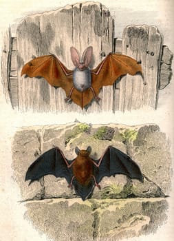The eared bat, The bat, vintage engraved illustration. From Buffon Complete Work.
