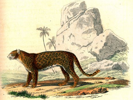 The Panther, vintage engraved illustration. From Buffon Complete Work.
