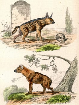 The Striped Hyena, The Spotted Hyena, vintage engraved illustration. From Buffon Complete Work.
