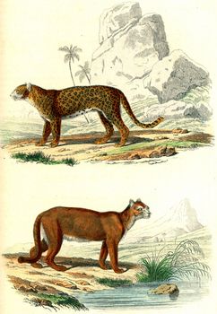 The Panther, The Unknown Cougar, vintage engraved illustration. From Buffon Complete Work.
