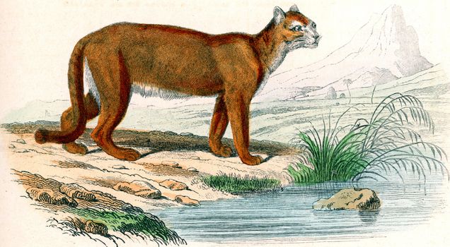 The Unknown Cougar, vintage engraved illustration. From Buffon Complete Work.
