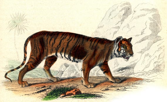 The Tiger, vintage engraved illustration. From Buffon Complete Work.
