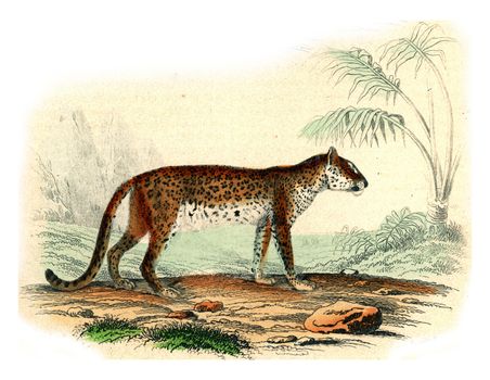 The Tiger, The Leopard, vintage engraved illustration. From Buffon Complete Work.
