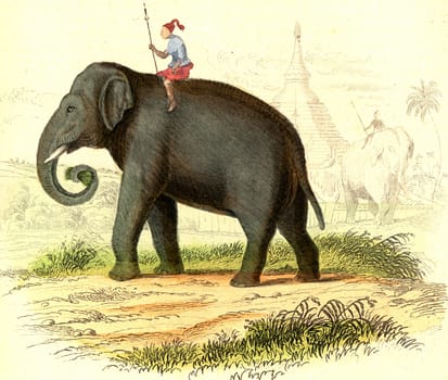 The camel, vintage engraved illustration. From Buffon Complete Work.
