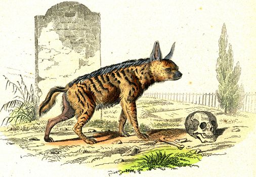 The Striped Hyena, vintage engraved illustration. From Buffon Complete Work.
