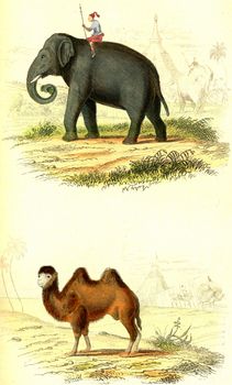 The Elephant, The Camel, vintage engraved illustration. From Buffon Complete Work.
