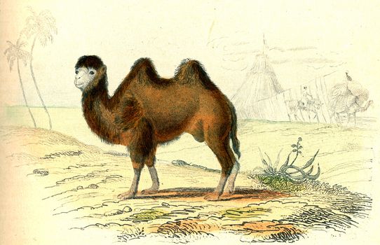 The camel, vintage engraved illustration. From Buffon Complete Work.
