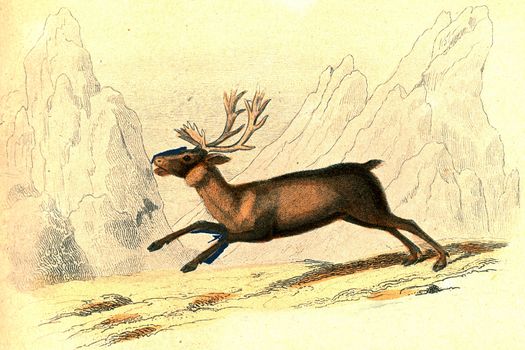Reindeer, vintage engraved illustration. From Buffon Complete Work.
