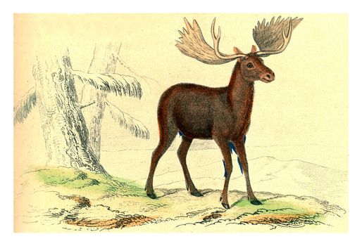 The Moose, vintage engraved illustration. From Buffon Complete Work.
