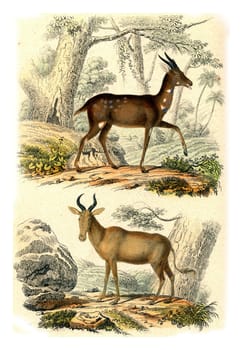 The Bushbuck, Bubale, vintage engraved illustration. From Buffon Complete Work.
