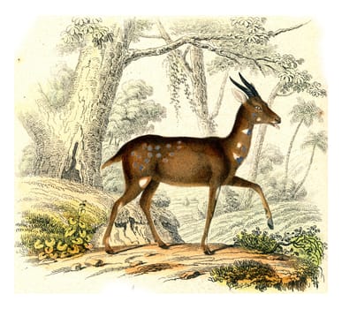 The Bushbuck, vintage engraved illustration. From Buffon Complete Work.
