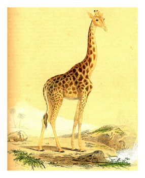 The Giraffe, vintage engraved illustration. From Buffon Complete Work.
