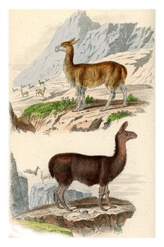 The Vicuña, The llama, vintage engraved illustration. From Buffon Complete Work.
