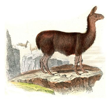 The llama, vintage engraved illustration. From Buffon Complete Work.
