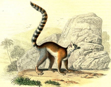 Ring-tailed lemur, vintage engraved illustration. From Buffon Complete Work.
