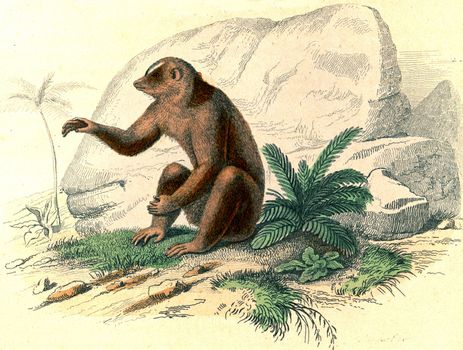 Bengal slow loris, vintage engraved illustration. From Buffon Complete Work.
