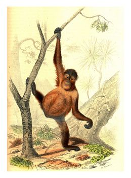 Orangutang, vintage engraved illustration. From Buffon Complete Work.
