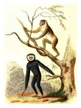 The Magot, The Gibbon, vintage engraved illustration. From Buffon Complete Work.
