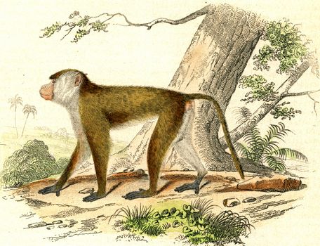 The Macaque, vintage engraved illustration. From Buffon Complete Work.
