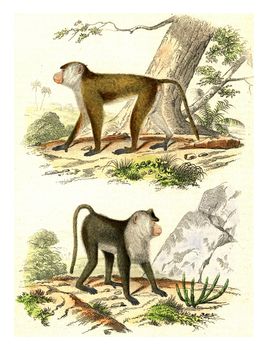 The Macaque, The Egret Monkey, vintage engraved illustration. From Buffon Complete Work.
